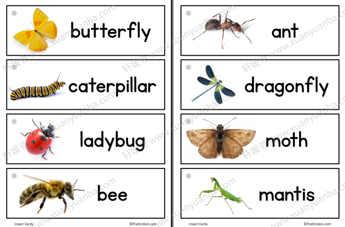 《多主题单词卡集合》30套英语闪卡 PDF格式 百度云网盘下载
