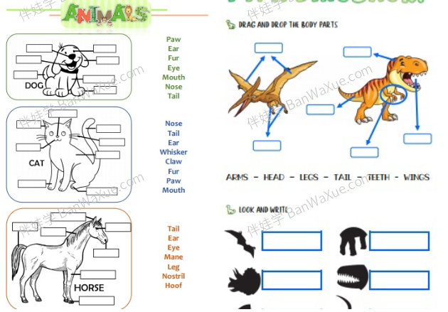 动物身体部位animal Body Parts 主题词汇专项练习pdf 百度云网盘下载 伴娃学