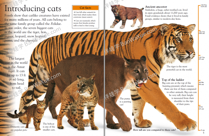 《DK EyeWonder Series》26册视觉大发现儿童阅读科普百科英文绘本 百度云网盘下载