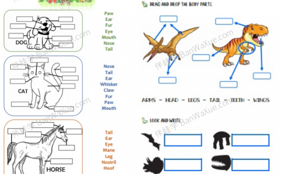 《动物身体部位 ANIMAL BODY PARTS》主题词汇专项练习PDF 百度云网盘下载