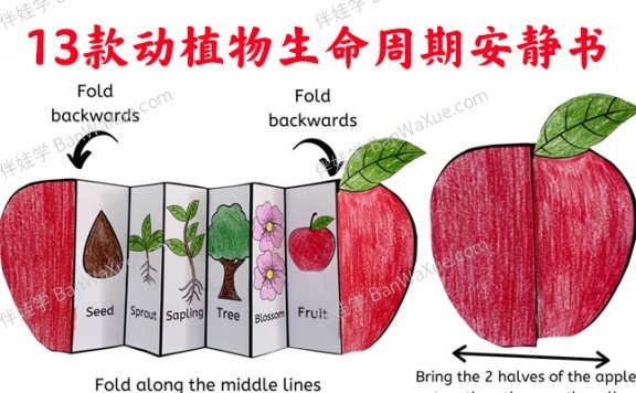 《13款动植物生命周期安静书》英文手工科学素材PDF 百度云网盘下载