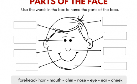 《Face Parts Worksheets for Kids》关于面部结构的英语手工PDF 百度云网盘下载